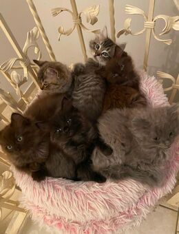 Exklusive Ragdoll & Cherubim Kitten mit Stammbaum - Dingolfing