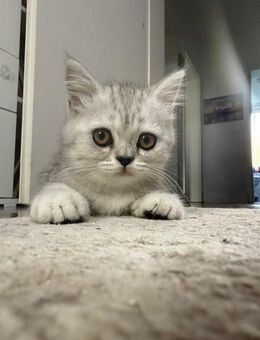 Britische Babykatze - Hamburg