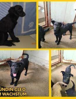 Kleine Cleo sucht ihre Familie - Margetshöchheim