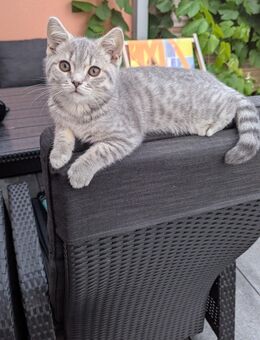 BKH Katze kitten - Kösching