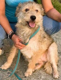 Ruckzuck verliebt in Strubbelmaus- GIPSY - Overath