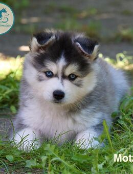 Pomsky-Welpen aus verantwortungsvoller Zucht abzugeben - Dersau