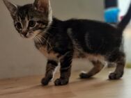 EKH Kittens suchen ein neues Zuhause - Jüchen