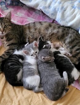 Kartäuser- Mix Kitten abzugeben - Bingen (Rhein)