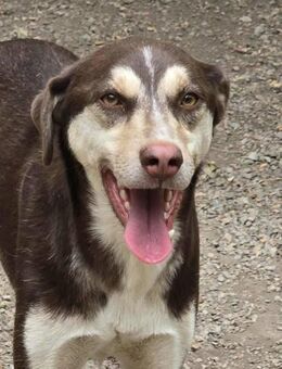 Adoptiere Liebe = sehr sozialer NOAH ♥️ - München