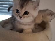 Bkh Kitten mit blauen Augen. Reinrassige Kitten. - Gerlingen