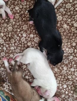 Bordercollie-Labrador Mischling - Walderbach