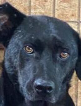 Vana ist eine sehr unsichere Hündin 🐾 - Elsdorf (Nordrhein-Westfalen)