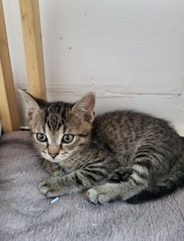 Maxi sucht tolles Zuhause mit Freigang - Waakirchen