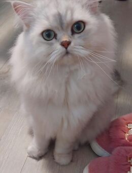 Wunderschöne British-Longhair-Katze Luna sucht Herzensplatz - Berlin Steglitz-Zehlendorf