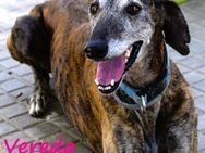 Vereda eine wundervolle Galga 06/18 ESP - Ruppertsecken