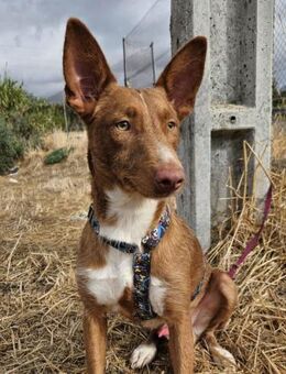 Osiris möchte die Welt entdecken..... - Laatzen