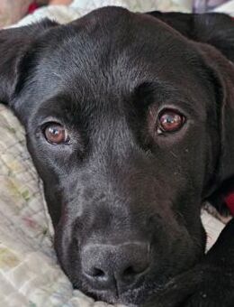 Cleo - Nummer 7 der Welpentruppe - Süderbrarup