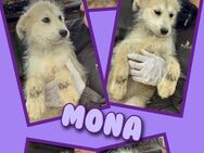 Süße Mona auf Körbchensuche! - Nürnberg