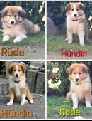 4 Collie Welpen in 99947