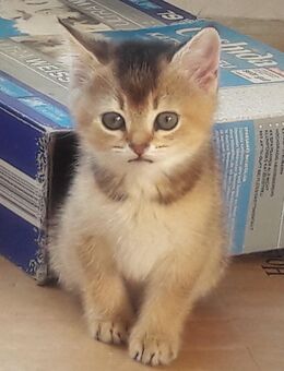 BKH Kitten / Kätzchen, männlich - Hamburg