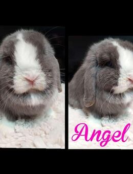 Verkaufen wegen Zucht Verkleinerung Minilops /Zwergwidder - Hillerse