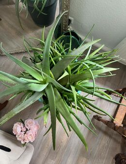 XXL Aloe Vera - Reutlingen