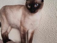 Siam-Kater Romeu - Eichenzell