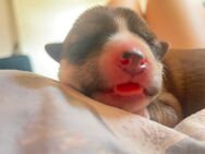 Reinrassige Shiba Inu Welpen mit Herz und Charakter – auf der Suche nach einem liebevollen Zuhause 🐶❤️ - Babenhausen (Hessen)