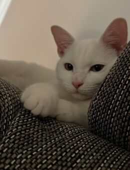Katze - Moers