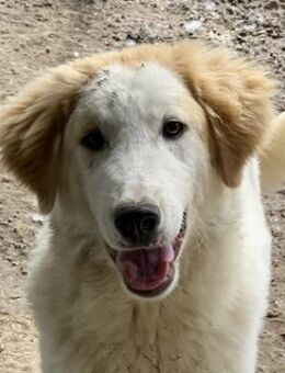 Tobby, geb. ca. 11/2022, GRIECHENLAND - Markdorf