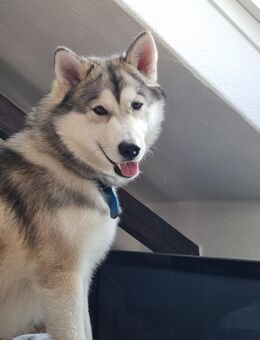 Husky malamute in liebevolle Hände abzugeben - Bochum