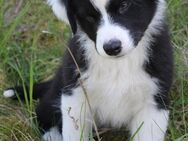 Australian Shepherd black-bi, Welpe - Eichstätt