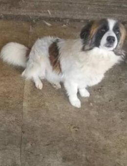 Diva sucht ein liebevolles Zuhause - Blankenheim (Nordrhein-Westfalen)