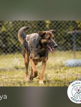 Priya: Schenke mir Liebe! - Kirchzell