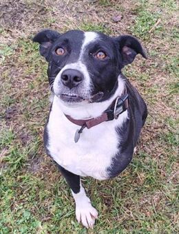 Betty 💗 verschmuste & anhängliche Dame - Hamburg