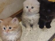 Langhaar Kitten Main coon/ Perser - Obertaufkirchen