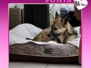 ❤ DUNJA ❤ - AUF PS IN 30989 GEHRDEN - Alfeld (Leine)