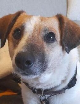 MIRKA sucht Zuneigung - Gefrees