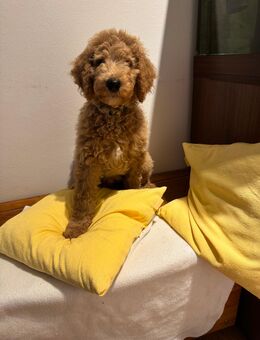 Königspudel Großpudel Pudel Welpen - Speicher