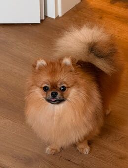 Pomeranian, Zwergspitz sucht neues Zuhause - Oberhausen