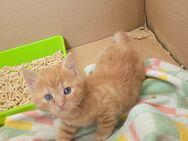 1 süße russisch blau Hauskatzen Mix Kitten - Dresden