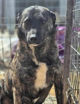 Lieber PERRY sucht seine Menschen - Neuberg