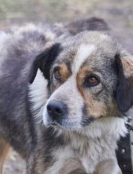 Kubik❤️sucht Pflege- oder Endstelle - Rott (Inn)