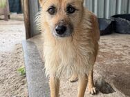 FOX LIEBT ALLE IHRE HUNDEKUMPELS - Mönchengladbach