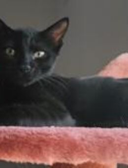 Kleiner Abenteurer Lio sucht Dich! - Walluf