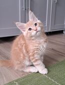 Maine Coon Kitten in 84432