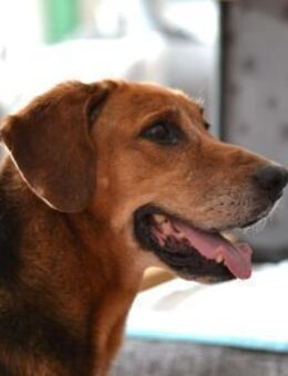 Perla Mix Hündin 8 Jahre alt in 34613 - Reutlingen