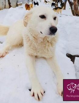 Kira möchte ihre Familie finden!!! - Spenge