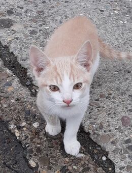 Zwei süße Kater abzugeben - Rhauderfehn