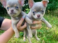 Chihuahua Welpen Rüden reinrassig Lilac Tricolor Kurzhaar - Lanitz-Hassel-Tal