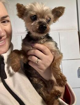 YORKI OPA CEDI sucht liebevolles Zuhause - Koblenz