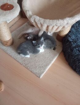 Katzen Babys suchen ein neues Zuhause - Nettetal