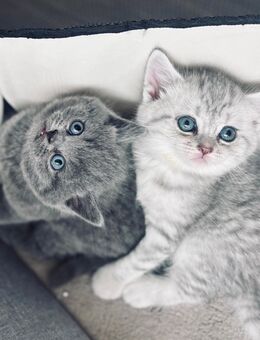 🐾🐈 Reinrassige Britisch Kurzhaar Kitten – 5 süße Fellnasen suchen ein Zuhause🐾 - Lollar Zentrum
