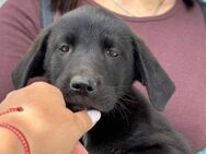 Kimba sucht ihre für immer Familie! - Krefeld